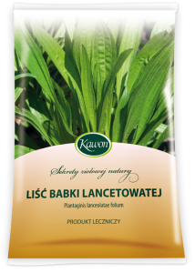 Babka lancetowata liść