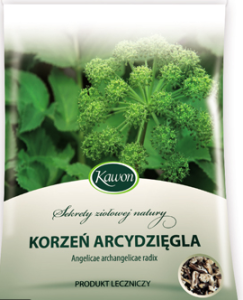 Arcydzięgiel korzeń