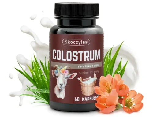 colostrum kozie siara pigwa odpornosc skoczylas.webp